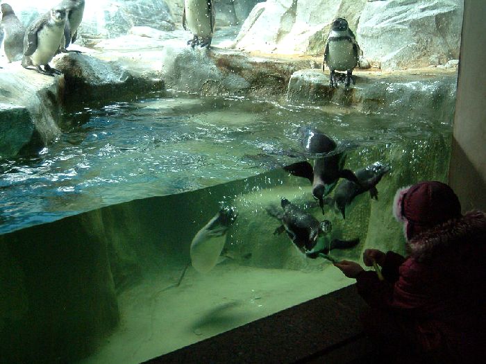 Пингвины в Московском зоопарке